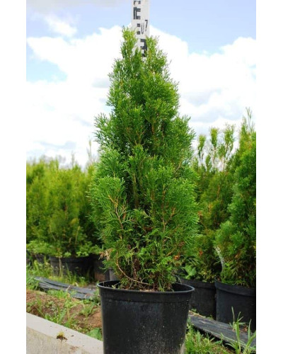 Туя західна Смарагд | Туя западная Смарагд | Thuja occidentalis Smaragd