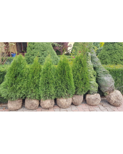 Туя західна Смарагд | Туя западная Смарагд | Thuja occidentalis Smaragd