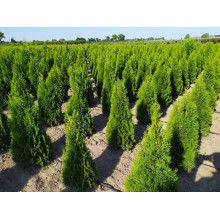 Туя західна Смарагд | Туя западная Смарагд | Thuja occidentalis Smaragd