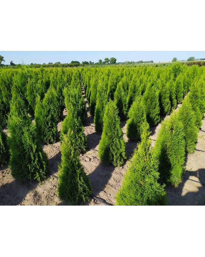 Туя західна Смарагд | Туя западная Смарагд | Thuja occidentalis Smaragd