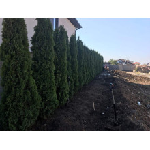 Туя західна Смарагд | Туя западная Смарагд | Thuja occidentalis Smaragd