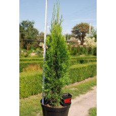 Туя західна Смарагд | Туя западная Смарагд | Thuja occidentalis Smaragd