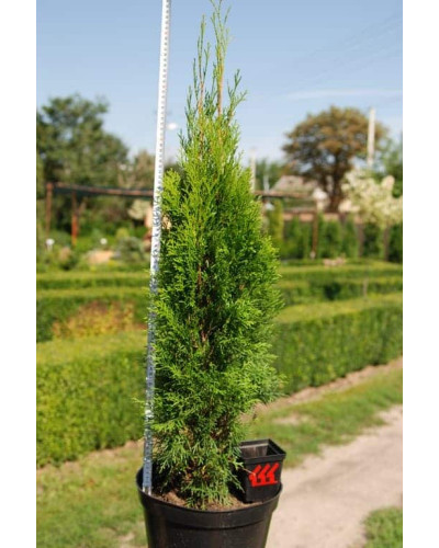 Туя західна Смарагд | Туя западная Смарагд | Thuja occidentalis Smaragd