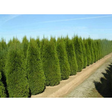 Туя західна Смарагд | Туя западная Смарагд | Thuja occidentalis Smaragd