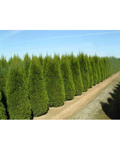 Туя західна Смарагд | Туя западная Смарагд | Thuja occidentalis Smaragd