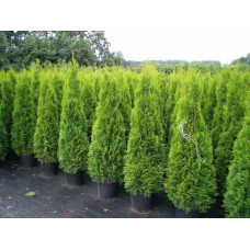 Туя західна Смарагд | Туя западная Смарагд | Thuja occidentalis Smaragd