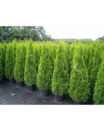 Туя західна Смарагд | Туя западная Смарагд | Thuja occidentalis Smaragd