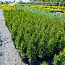 Туя західна Смарагд | Туя западная Смарагд | Thuja occidentalis Smaragd