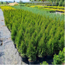 Туя західна Смарагд | Туя западная Смарагд | Thuja occidentalis Smaragd
