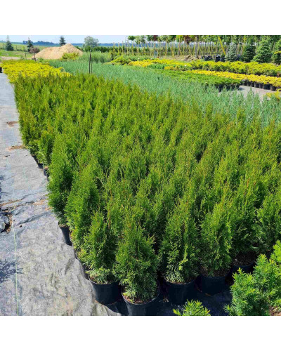 Туя західна Смарагд | Туя западная Смарагд | Thuja occidentalis Smaragd