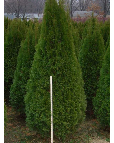 Туя західна Смарагд | Туя западная Смарагд | Thuja occidentalis Smaragd