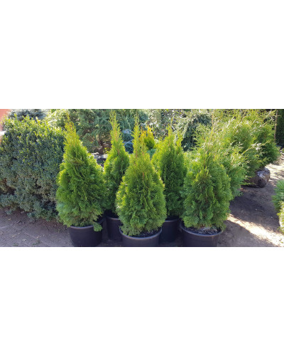 Туя західна Смарагд | Туя западная Смарагд | Thuja occidentalis Smaragd