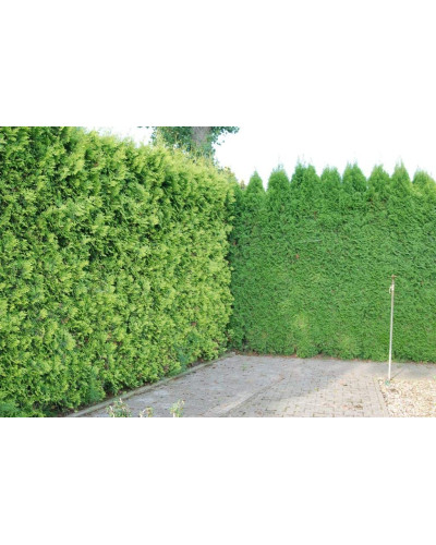 Туя західна Смарагд | Туя западная Смарагд | Thuja occidentalis Smaragd