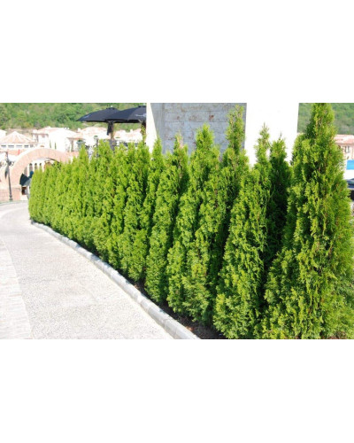 Туя західна Смарагд | Туя западная Смарагд | Thuja occidentalis Smaragd