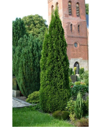 Туя західна Смарагд | Туя западная Смарагд | Thuja occidentalis Smaragd