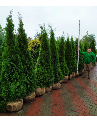 Туя західна Смарагд | Туя западная Смарагд | Thuja occidentalis Smaragd