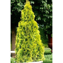 Туя західна Санні Смарагд | Туя западная Санни Смарагд | Thuja occidentalis Sunny Smaragd
