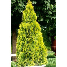 Туя західна Санні Смарагд | Туя западная Санни Смарагд | Thuja occidentalis Sunny Smaragd