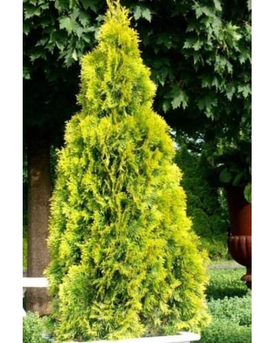Туя західна Санні Смарагд | Туя западная Санни Смарагд | Thuja occidentalis Sunny Smaragd