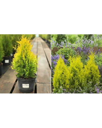 Туя західна Санні Смарагд | Туя западная Санни Смарагд | Thuja occidentalis Sunny Smaragd