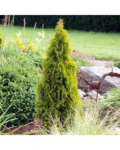 Туя західна Санні Смарагд | Туя западная Санни Смарагд | Thuja occidentalis Sunny Smaragd