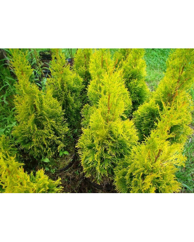Туя західна Санні Смарагд | Туя западная Санни Смарагд | Thuja occidentalis Sunny Smaragd