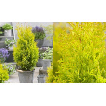 Туя західна Санні Смарагд | Туя западная Санни Смарагд | Thuja occidentalis Sunny Smaragd
