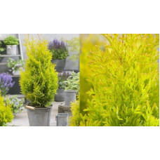 Туя західна Санні Смарагд | Туя западная Санни Смарагд | Thuja occidentalis Sunny Smaragd