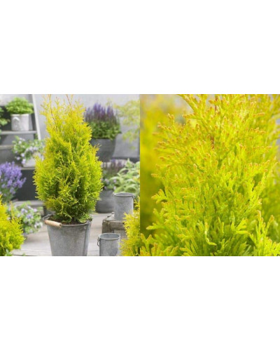 Туя західна Санні Смарагд | Туя западная Санни Смарагд | Thuja occidentalis Sunny Smaragd