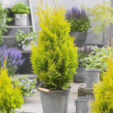 Туя західна Санні Смарагд | Туя западная Санни Смарагд | Thuja occidentalis Sunny Smaragd