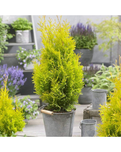 Туя західна Санні Смарагд | Туя западная Санни Смарагд | Thuja occidentalis Sunny Smaragd