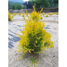 Туя західна Санні Смарагд | Туя западная Санни Смарагд | Thuja occidentalis Sunny Smaragd