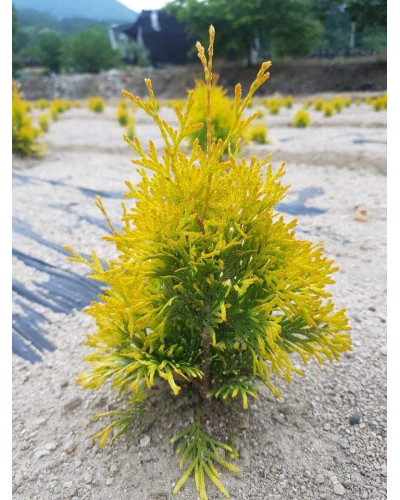 Туя західна Санні Смарагд | Туя западная Санни Смарагд | Thuja occidentalis Sunny Smaragd