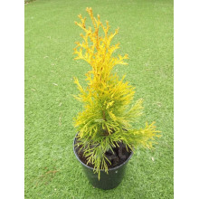 Туя західна Санні Смарагд | Туя западная Санни Смарагд | Thuja occidentalis Sunny Smaragd