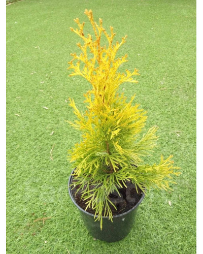Туя західна Санні Смарагд | Туя западная Санни Смарагд | Thuja occidentalis Sunny Smaragd
