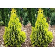 Туя західна Санні Смарагд | Туя западная Санни Смарагд | Thuja occidentalis Sunny Smaragd