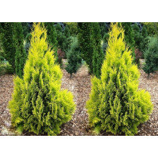 Туя західна Санні Смарагд | Туя западная Санни Смарагд | Thuja occidentalis Sunny Smaragd