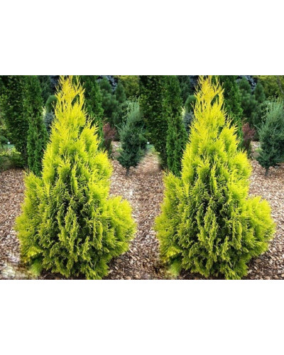 Туя західна Санні Смарагд | Туя западная Санни Смарагд | Thuja occidentalis Sunny Smaragd