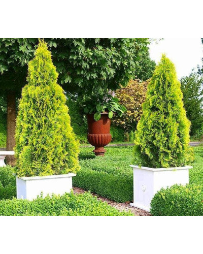 Туя західна Санні Смарагд | Туя западная Санни Смарагд | Thuja occidentalis Sunny Smaragd