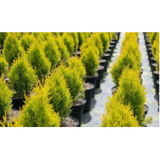 Туя західна Санні Смарагд | Туя западная Санни Смарагд | Thuja occidentalis Sunny Smaragd