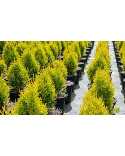 Туя західна Санні Смарагд | Туя западная Санни Смарагд | Thuja occidentalis Sunny Smaragd