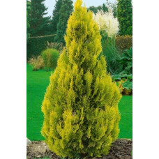 Туя західна Санкіст | Туя западная Санкист | Thuja occidentalis Sunkist