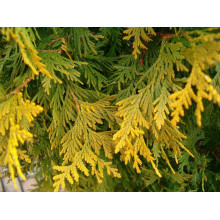 Туя західна Санкіст | Туя западная Санкист | Thuja occidentalis Sunkist