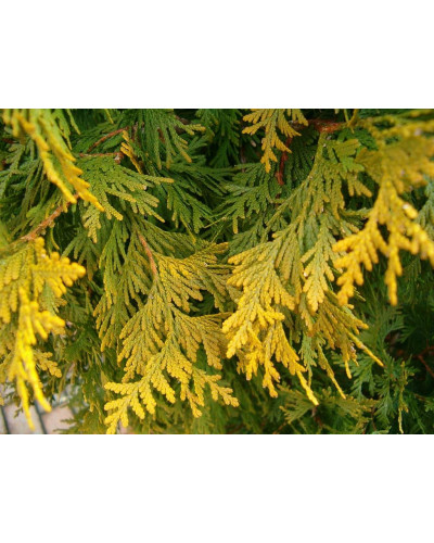 Туя західна Санкіст | Туя западная Санкист | Thuja occidentalis Sunkist