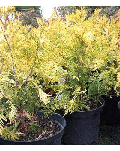 Туя західна Санкіст | Туя западная Санкист | Thuja occidentalis Sunkist