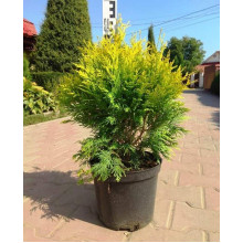 Туя західна Санкіст | Туя западная Санкист | Thuja occidentalis Sunkist