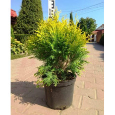 Туя західна Санкіст | Туя западная Санкист | Thuja occidentalis Sunkist