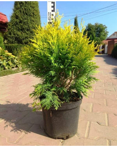 Туя західна Санкіст | Туя западная Санкист | Thuja occidentalis Sunkist