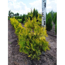 Туя західна Санкіст | Туя западная Санкист | Thuja occidentalis Sunkist