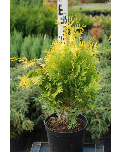 Туя західна Санкіст | Туя западная Санкист | Thuja occidentalis Sunkist